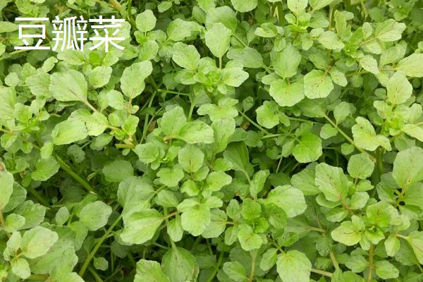 一斤豆瓣菜市场价格是多少？豆瓣菜种植前景分析
