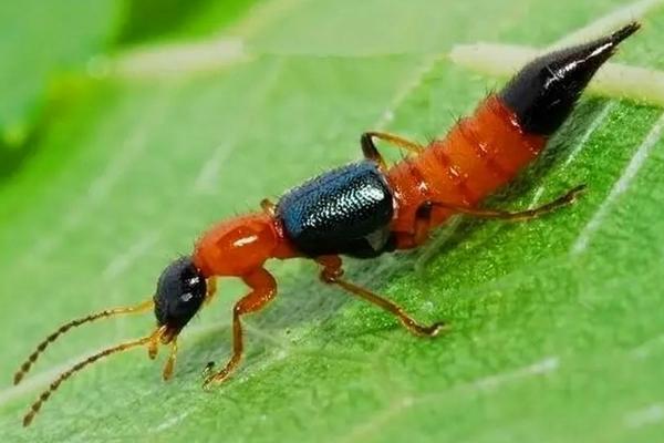 隐翅虫真的有毒吗