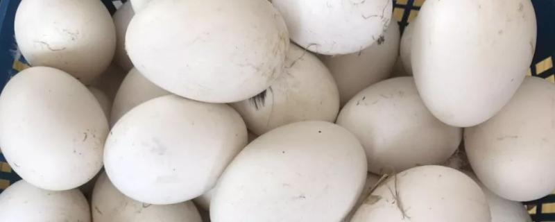正宗的醉鹅做法