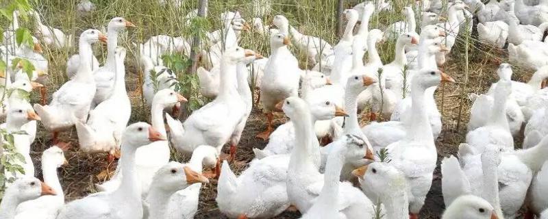 鹅的最新价格是多少？养鹅的前景如何