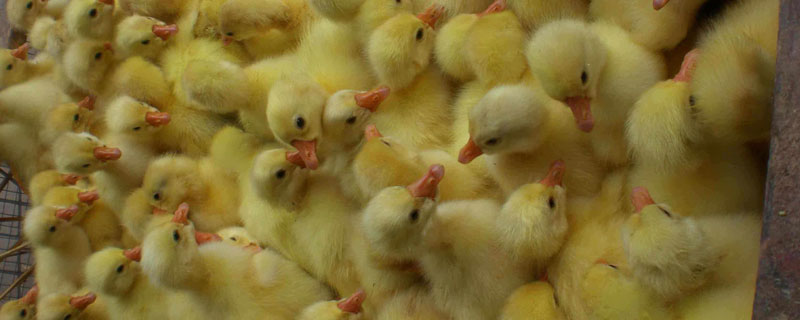 鹅苗分公母的最佳方法