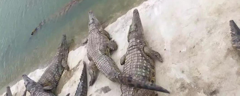 鳄鱼属于什么动物