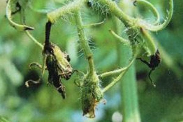 番茄种植管理步骤