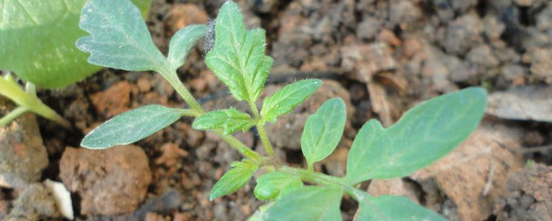番茄种植时间