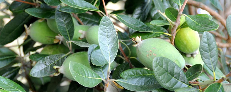 菲油果的种植前景如何？(附种植要点)