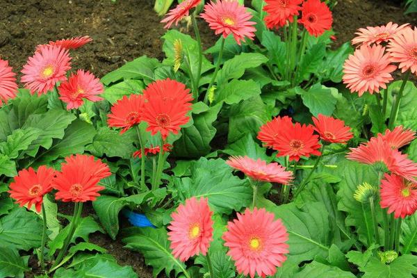 非洲菊大棚种植亩效益，非洲菊市场情况如何
