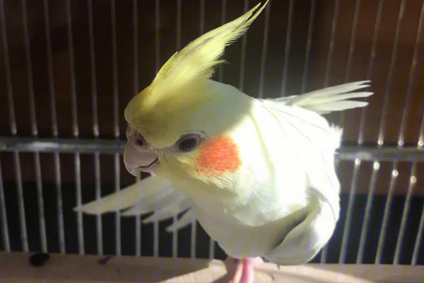 虎头凤如何分公母