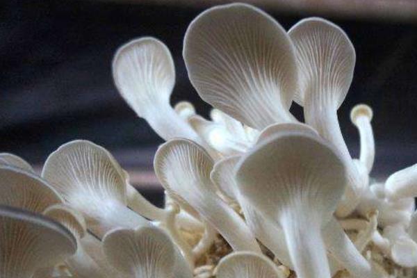 凤尾菇一斤多少钱？有什么作用和禁忌