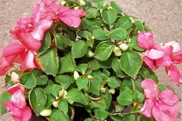 如何种植凤仙花种子