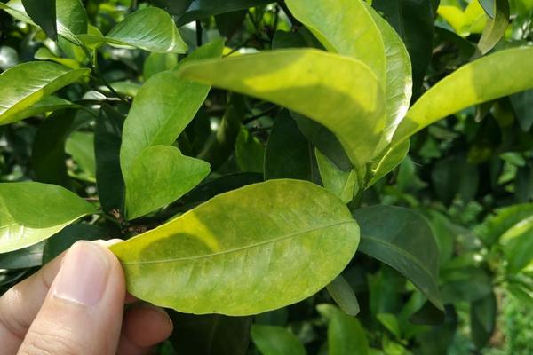 柑橘什么时候保花保果