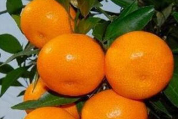 柑橘脚腐病用什么药好？柑橘脚腐病有哪些防治药剂