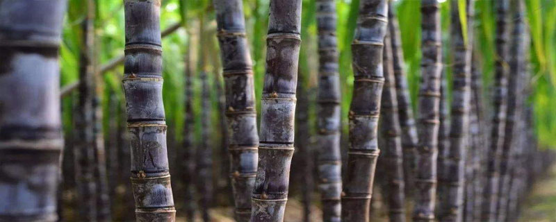 黑皮甘蔗在云南哪里生产？适合云南种植的甘蔗品种有哪些