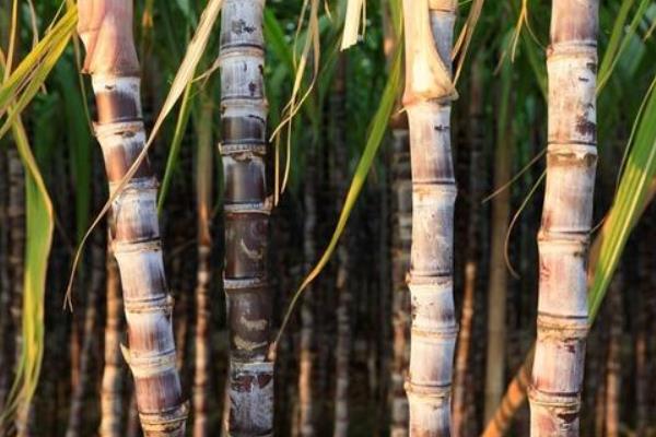 甘蔗批发价一斤多少钱？附种植成本和利润分析