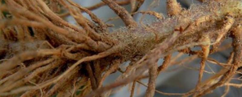 防治韭菜根腐病的方法