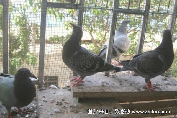 什么是鸽子避光期