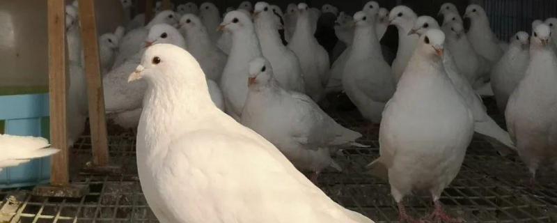 鸽子可以放生吗