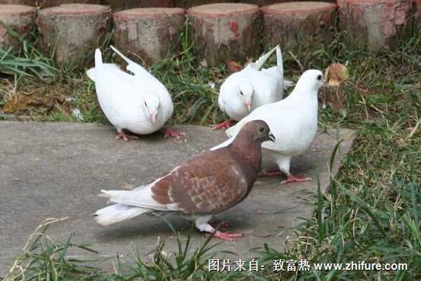 鸽子不配对有什么好办法