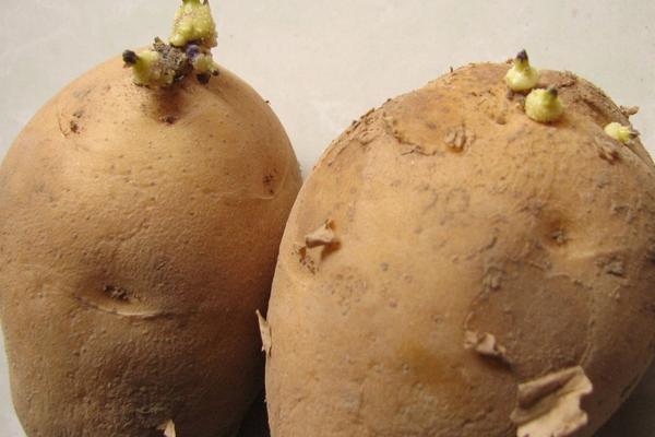 四种高产、有特色的红薯品种，各产量如何