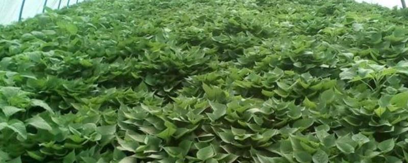 红薯叶的功效和作用是什么