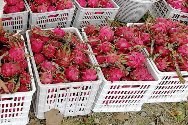 红心果怎么吃？番石榴有什么区别