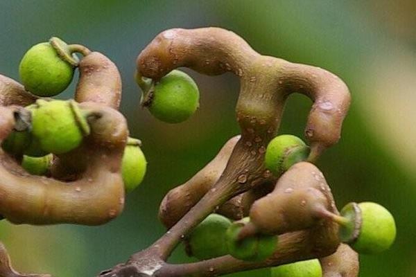 拐枣怎么看熟不熟