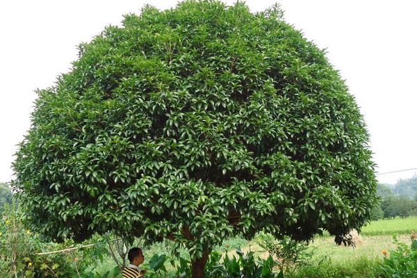 四季桂种植技术