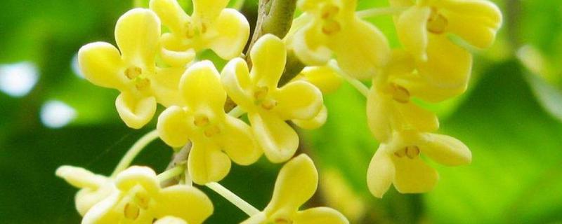 介绍桂花的几个常见品种
