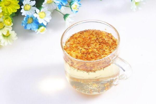 桂花苗栽培技术