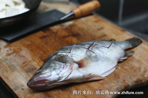 桂鱼苗种栽培技术