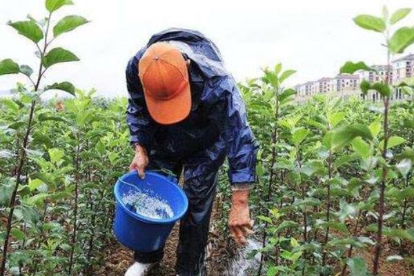 香橼果苗的价格是多少？哪里有卖