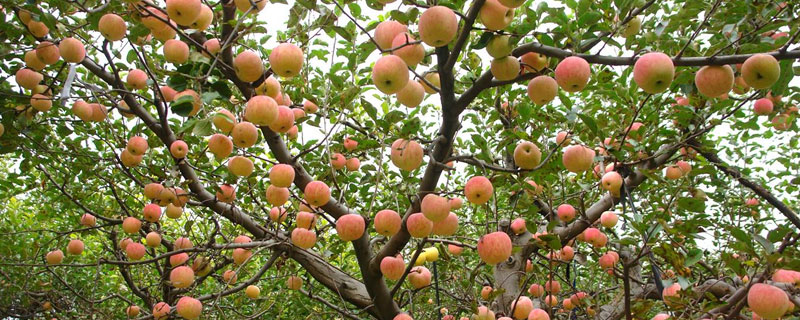 百香果每年都要重新种植