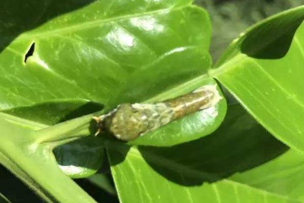 种植前景如何？强烈推荐这五种新奇果树