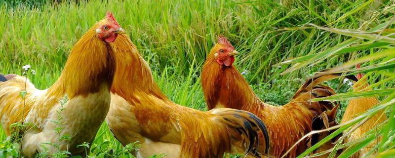 一亩地能养多少只鸡？计算饲养1000只土鸡的成本和利润