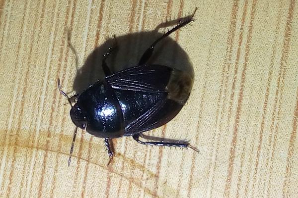 火参果如何防虫