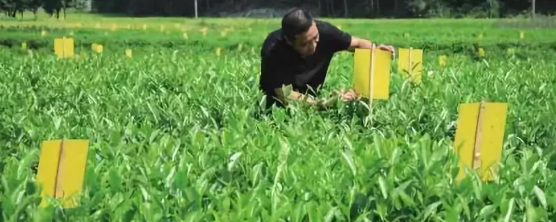什么是吃庄稼的害虫