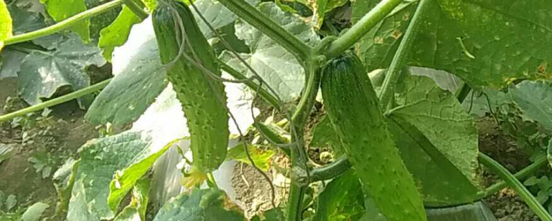 如何种植旱黄瓜
