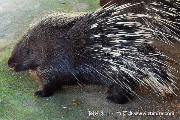 豪猪和刺猬有什么区别