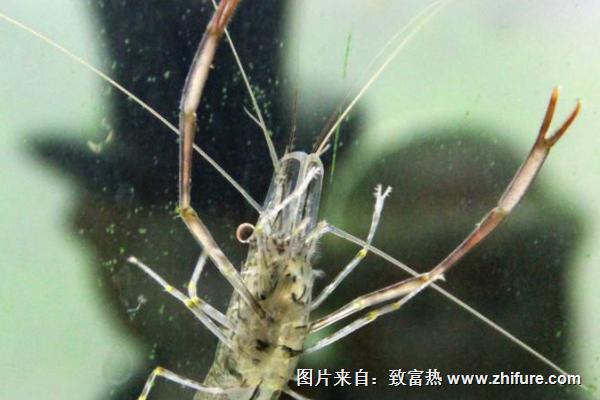 在家养殖能赚钱什么？这些项目值得一看