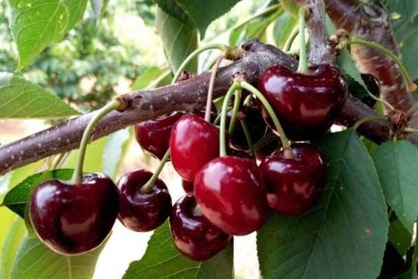 黑珍珠樱桃品种有什么特点？种植前景如何
