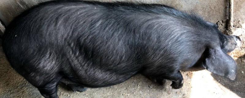 汉江黑猪品种有什么优势？(附冬季饲养增重管理)