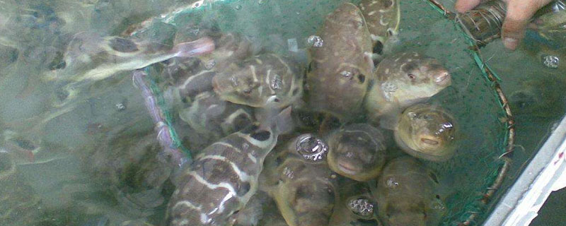养殖河豚赚钱