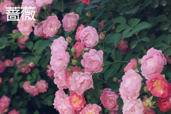 绣球花苗哪个品种好