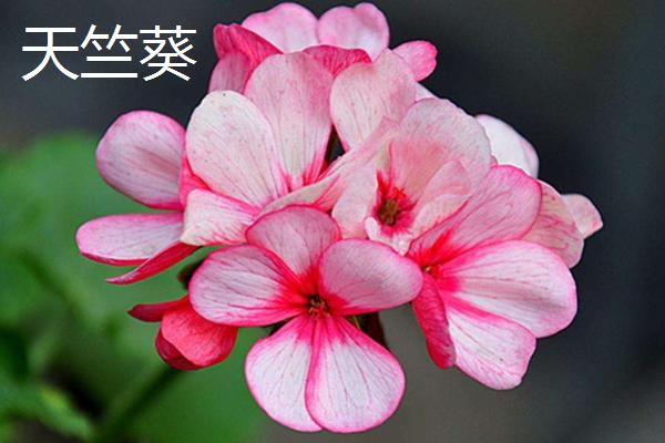 九月开什么花？记住这些花卉品种