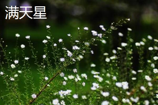 什么花不适合在室内饲养
