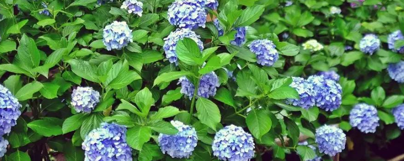 西瓜如何区分雄花和雌花