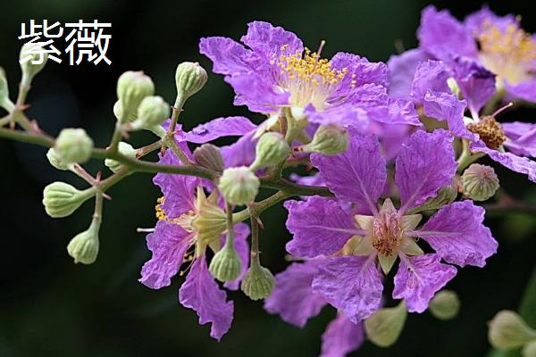 换盆后海棠花有些发蔫，怎样处理才能挽救