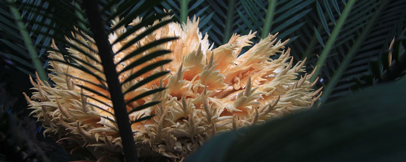一斤茉莉花种子多少钱？如何种植