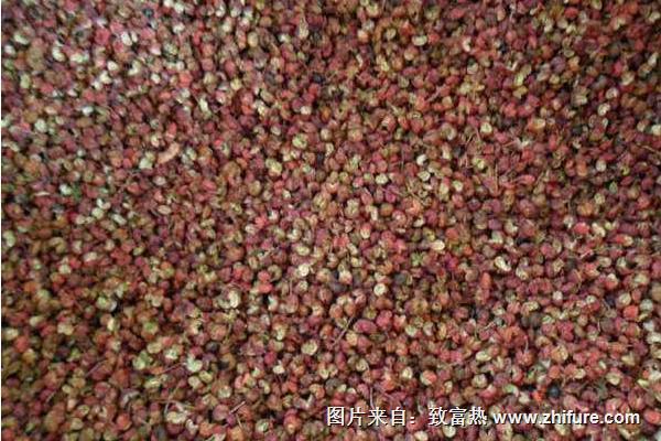 想在院子里用花椒树做围墙，多远一棵树比较合适