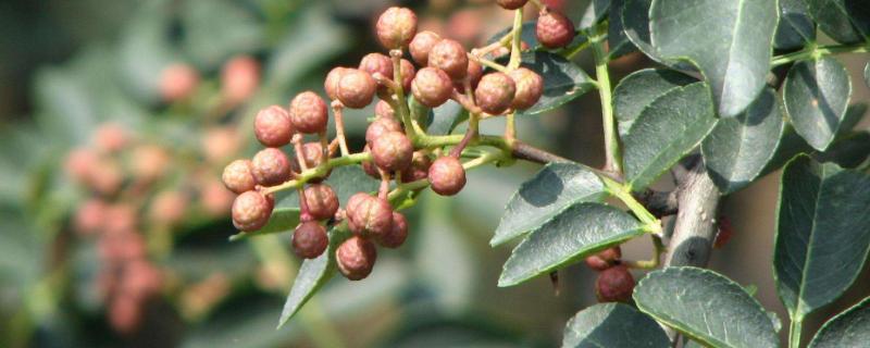 花椒种子价格及种植方法