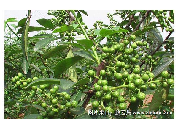 胡椒和胡椒的区别